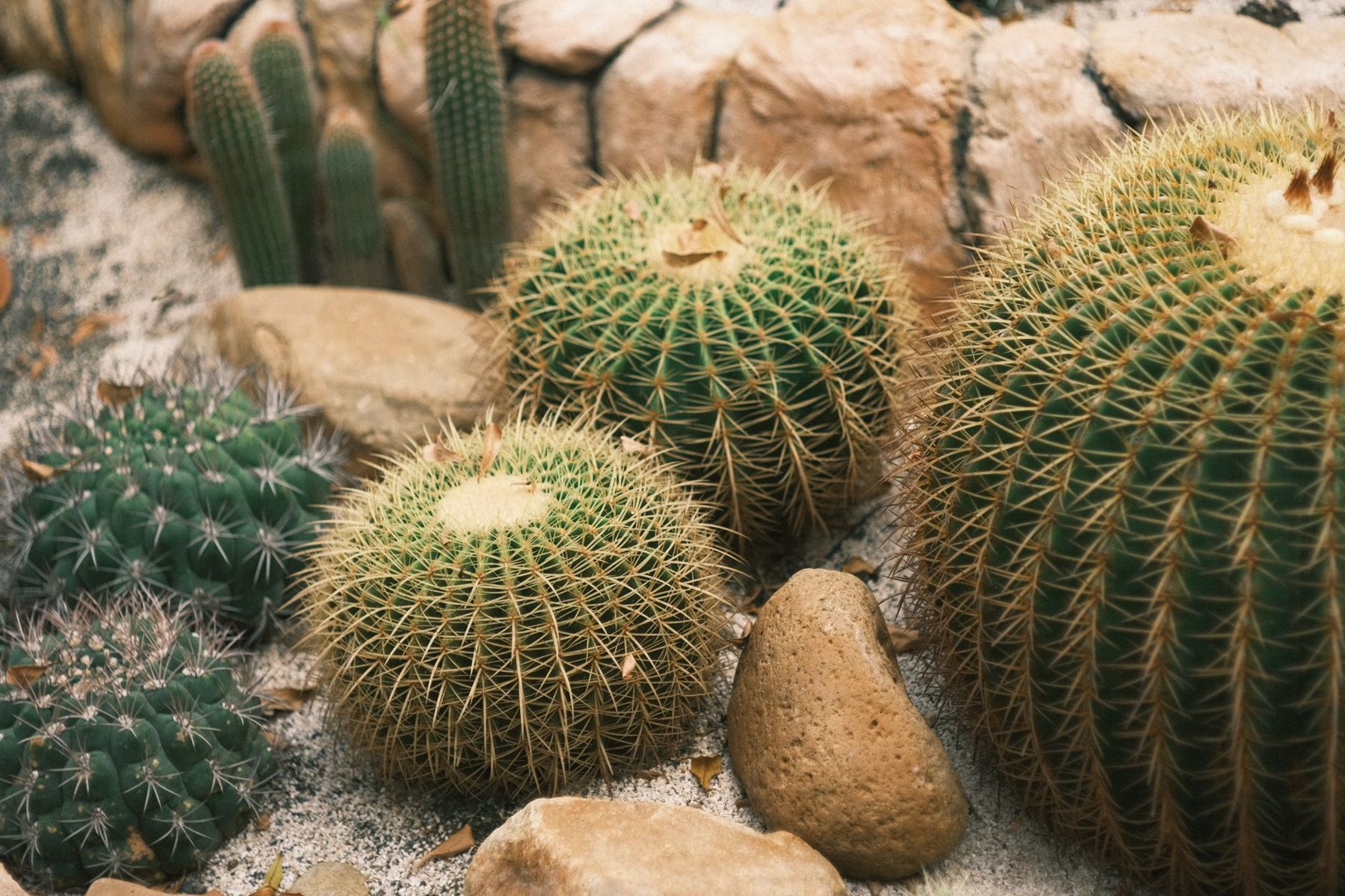 Desert Landscaping & Xeriscape in Cave Creek AZ