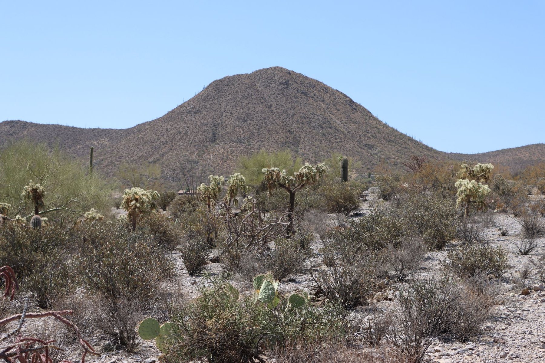 Tree & Plant Installation in Cave Creek AZ