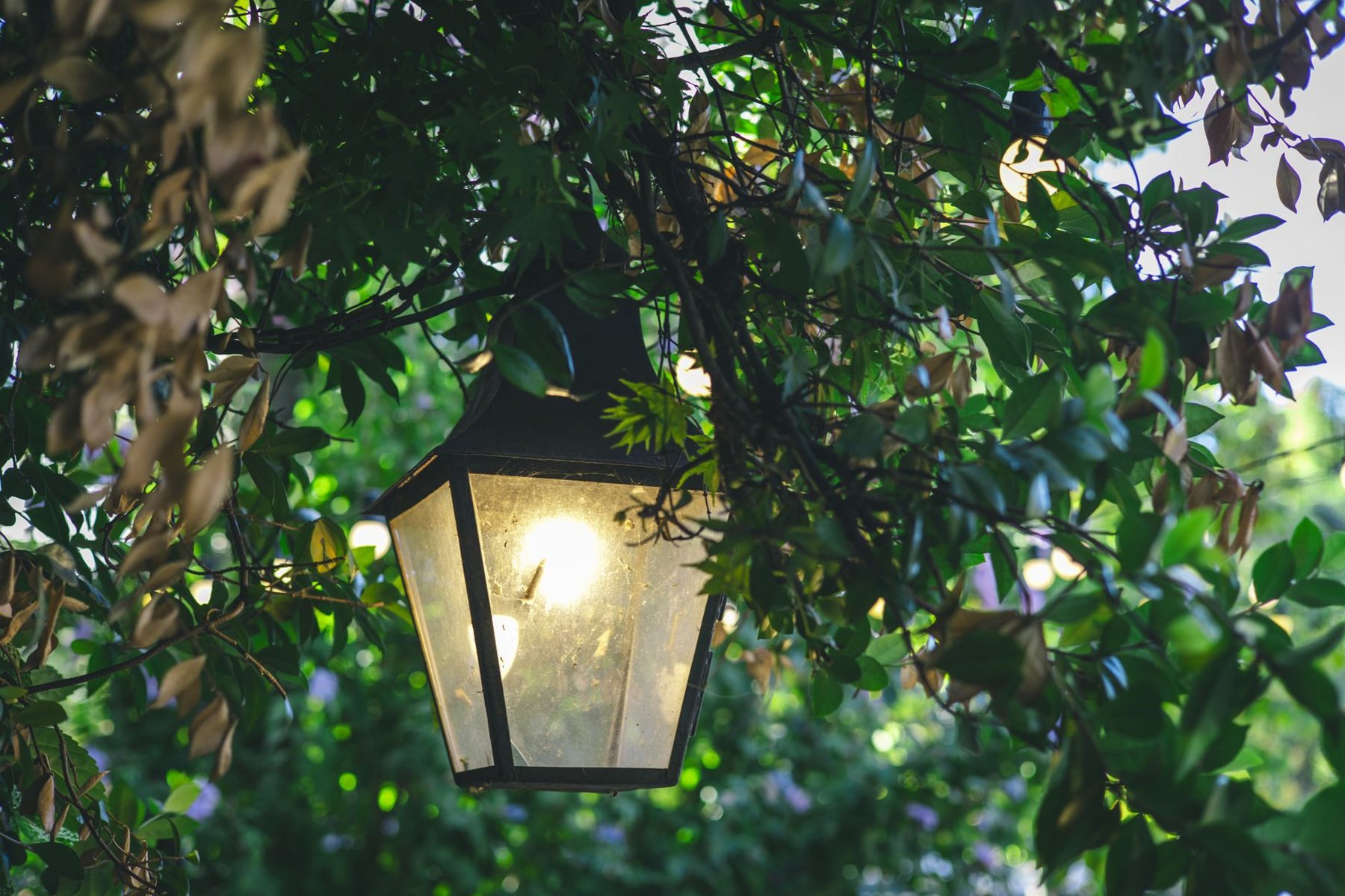 Landscape lighting at dusk in Cave Creek, AZ