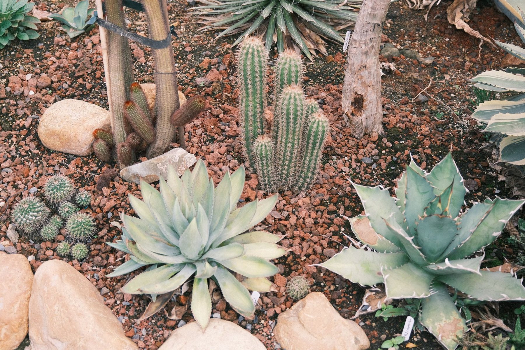 Desert xeriscape design in Cave Creek, AZ